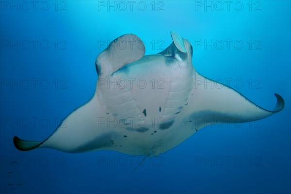 Pelagic manta ray