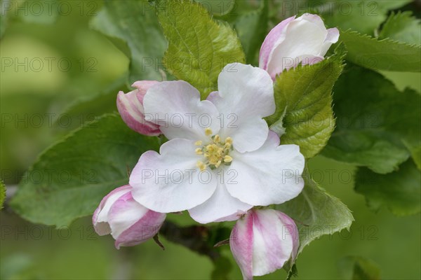 Apple tree blossom