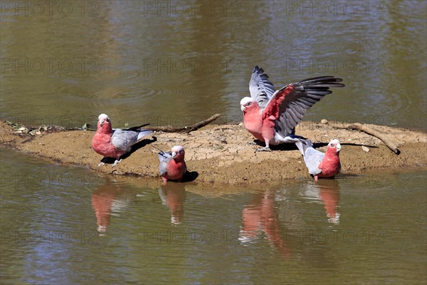 Galah