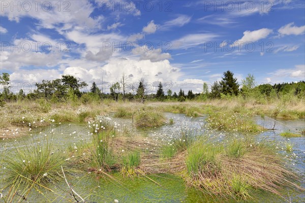 Hare's-tail cottongrass