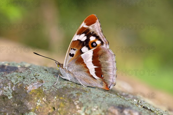 Purple Emperor