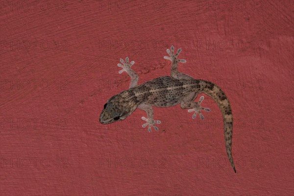 Boettger's wall gecko