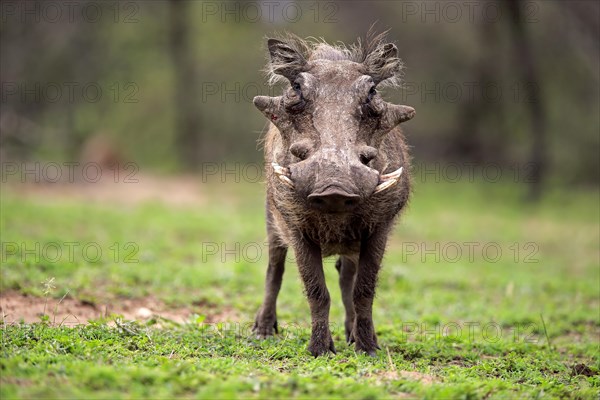 Desert warthog