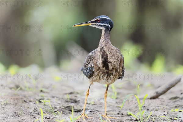 Sunbittern