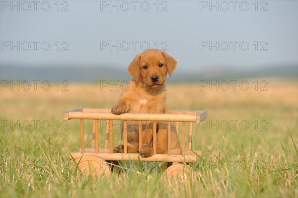 Labrador Retriever