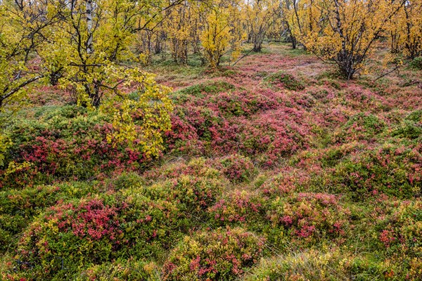 Autumnal forest floor