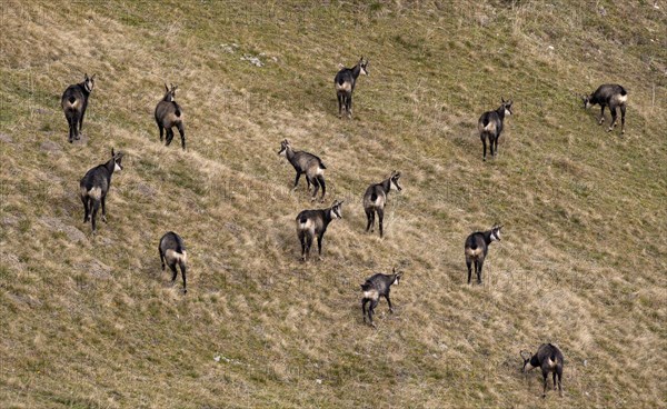 Chamois