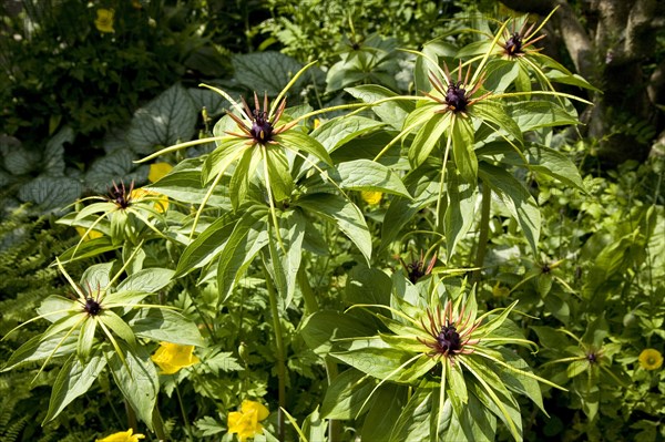 Herb Paris