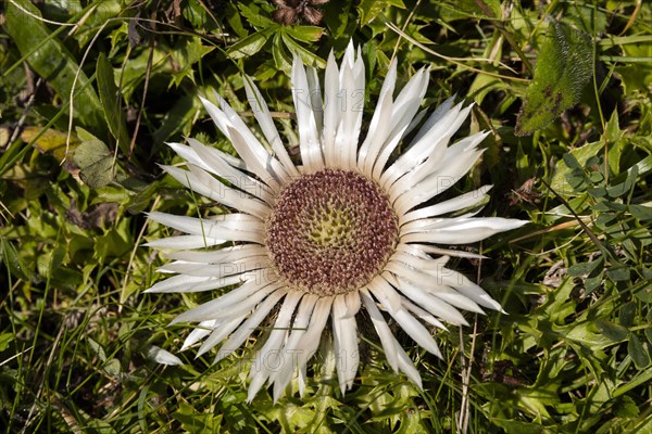 Silver thistle