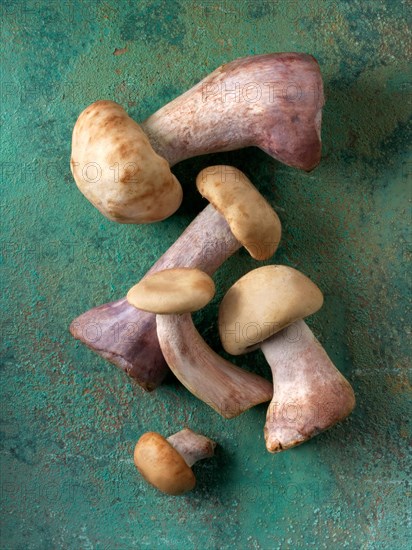 Freshly picked wild organic wood blewit mushrooms