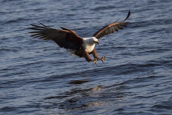 African fish eagle