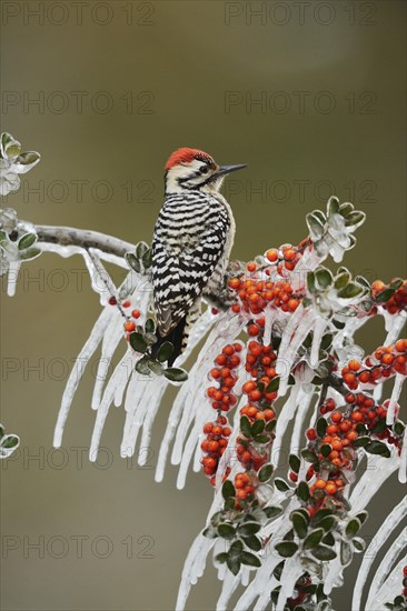 Ladder-backed Woodpecker