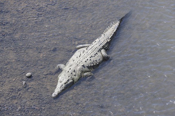 American crocodile