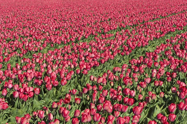 Blooming tulip field