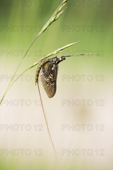 Mayfly