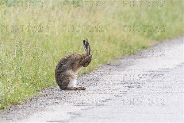 European hare