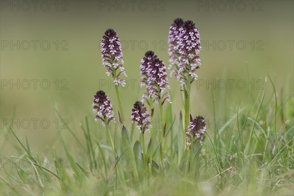 Burnt-tip orchid