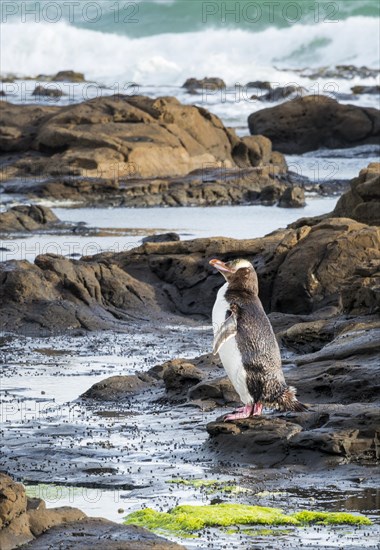 Yellow-eyed penguin