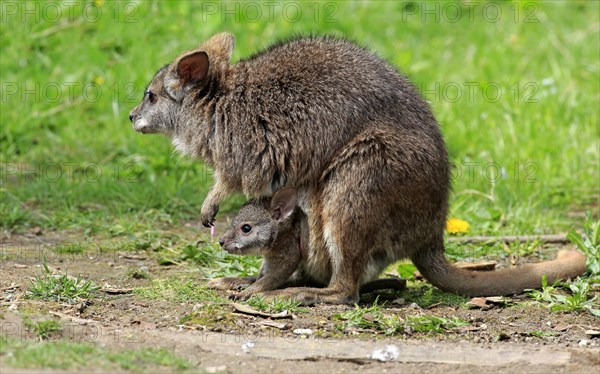 Parma wallaby