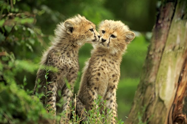 Sudan cheetahs