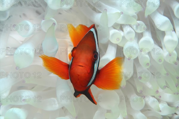 Clark's anemonefish