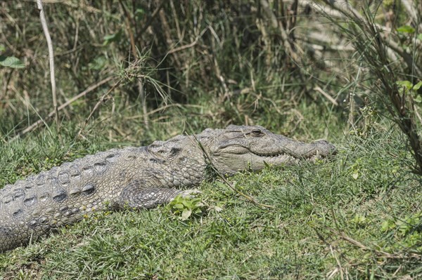 Mugger crocodile or Marsh crocodile