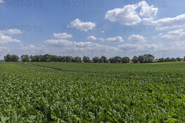 Sugar beet field