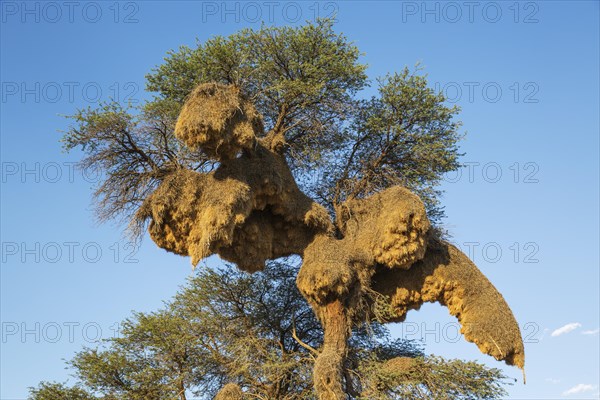 Huge communal nest of Sociable Weavers