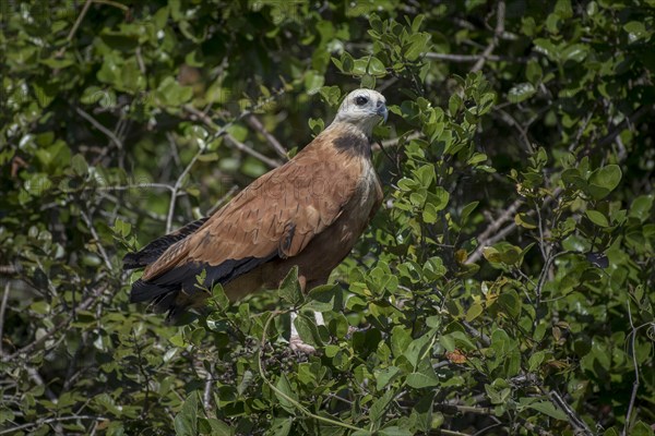 Black-collared hawk