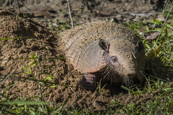 Big hairy armadillo