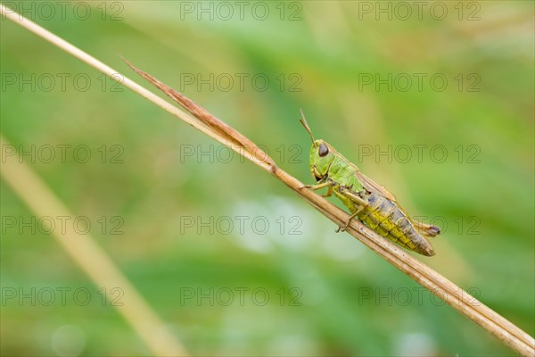 Meadow grasshopper