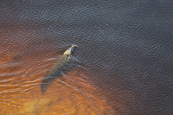 Nile Crocodile