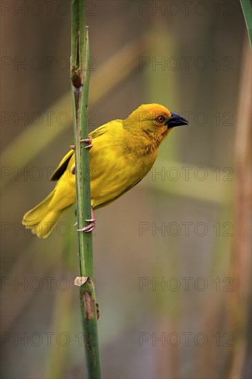 Eastern Golden Weaver