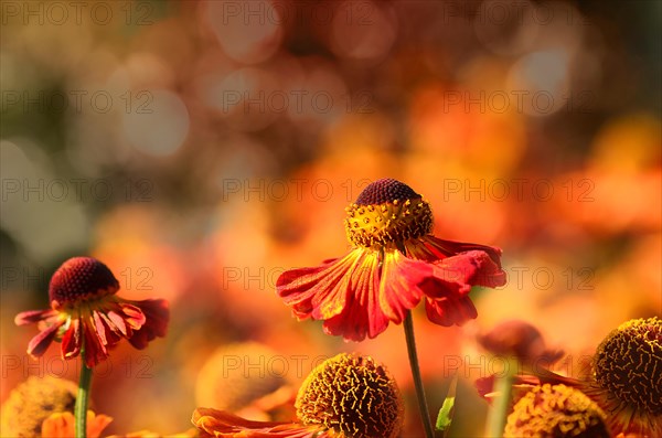 Common sneezeweed