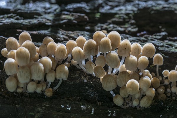 Fairies bonnet