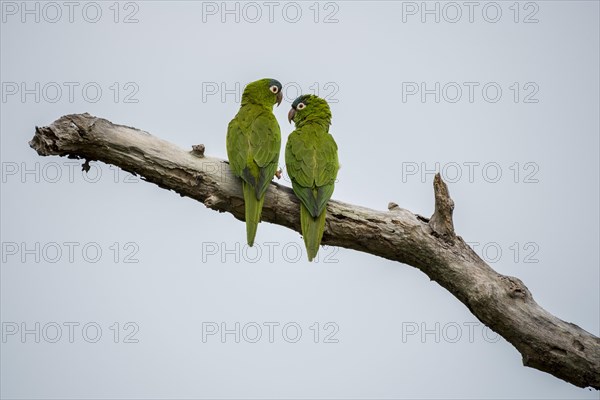 Blue-crowned Parakeets or