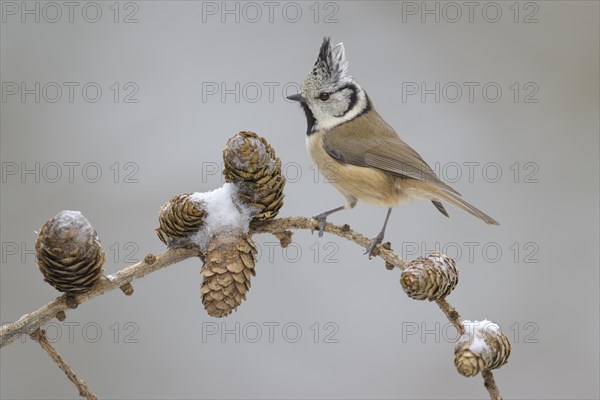 Crested tit