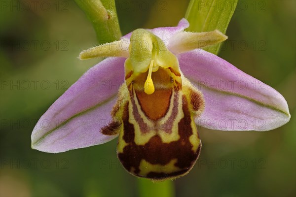 Bee orchid