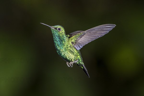 Blue-tailed emerald