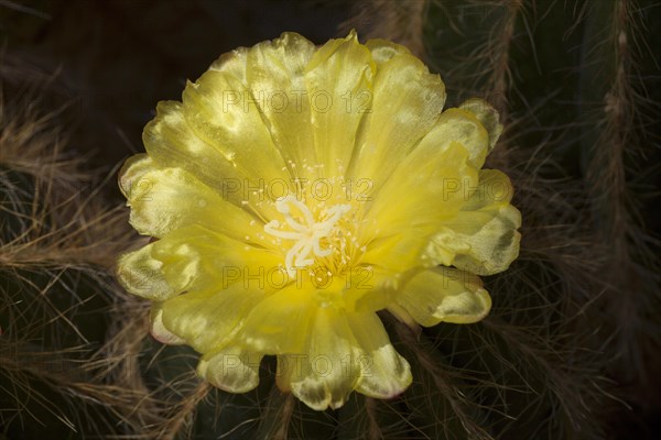 Yellow cactus flower