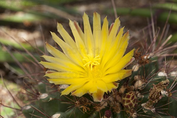 Yellow cactus flower