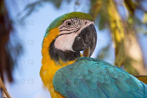 Blue-and-yellow Macaw