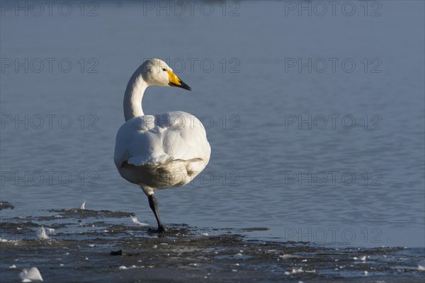 Whooper Swan