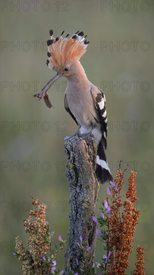 Hoopoe