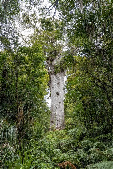 Oldest Kauri tree