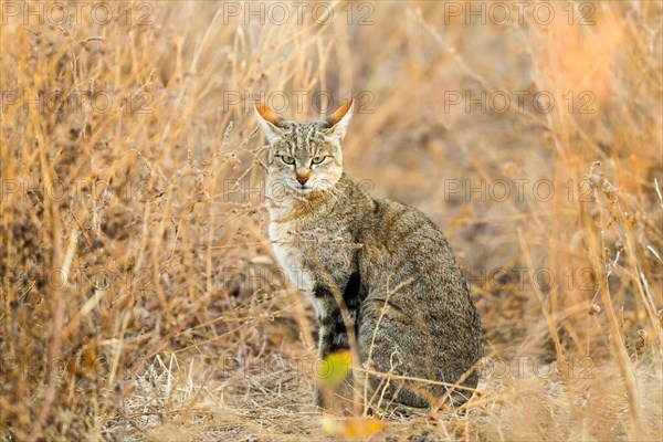 African Wildcat