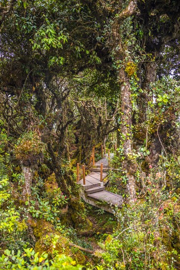 Boardwalk through dense jungle