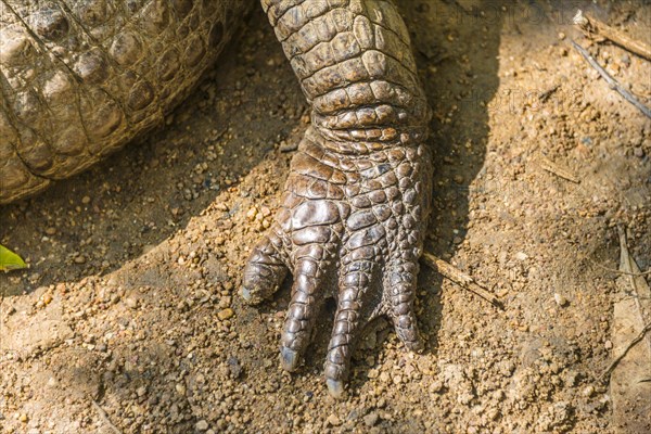 Hind of Yacare caiman