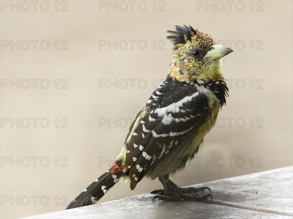 Crested barbet