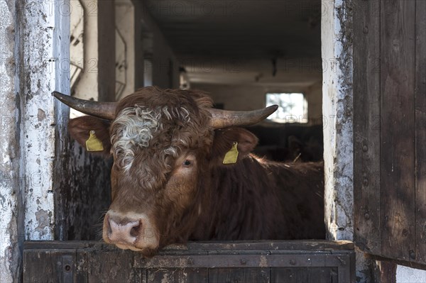 Bull looking out of the stable